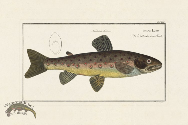 (image for) Bloch Fish 023