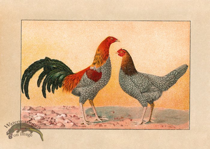 (image for) Chicken 11