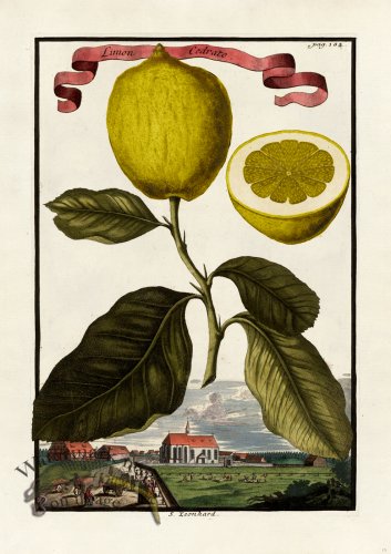 (image for) Volckamer 015