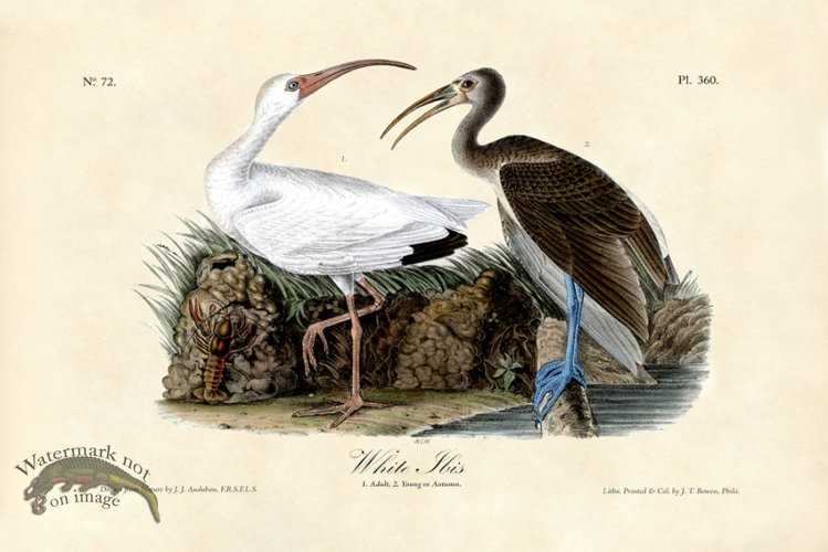 (image for) White Ibis