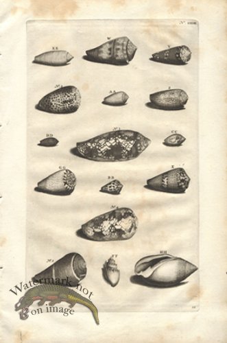 (image for) Rumphius 33