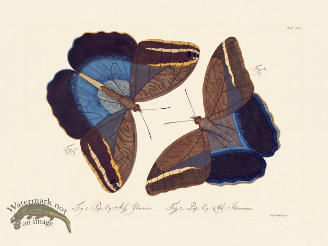 (image for) Jablonsky Butterfly 030