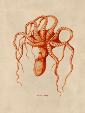 Octopus Orange 45