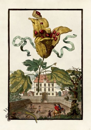 (image for) Volckamer 080