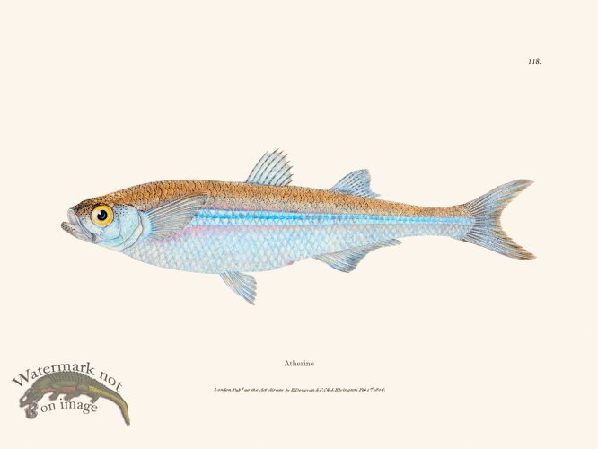 (image for) 118 Atherine