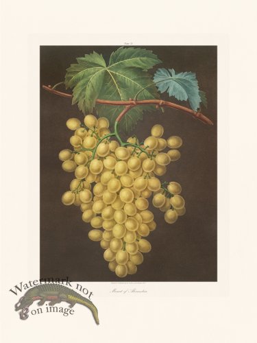 Brookshaw Fruit 15