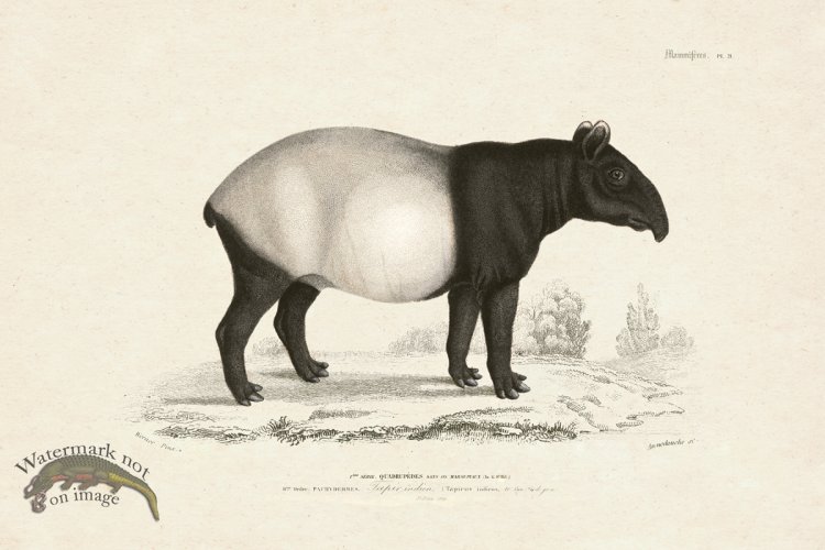 (image for) FNH 21 Malayan tapir