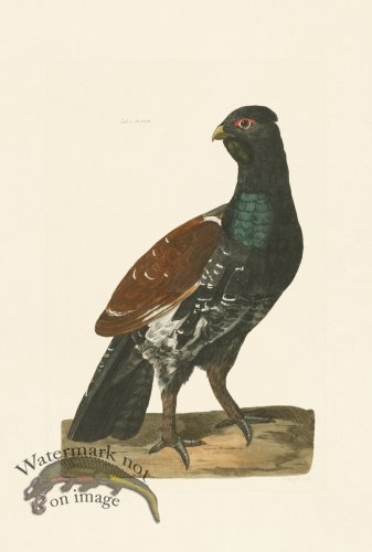 (image for) Pennant Zoology 110