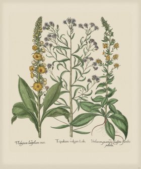 Besler 266 Colored B2