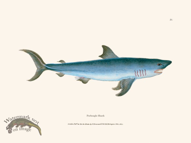 (image for) 051 Porbeagle Shark