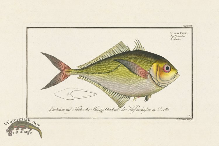 (image for) BLOCH FISH 339