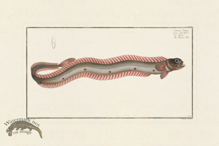 (image for) BLOCH FISH 170