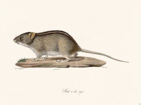 Cuvier 310 Rat With Striped Back