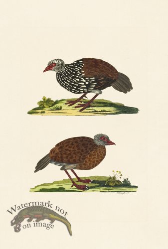 (image for) Pennant Zoology 101