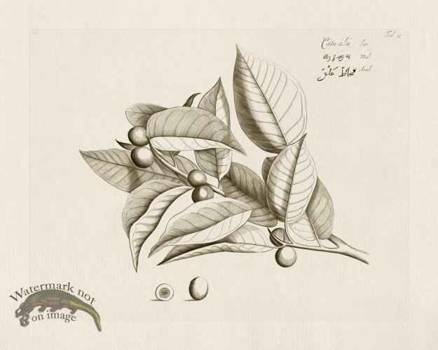 (image for) HORTUS VOl 03 57