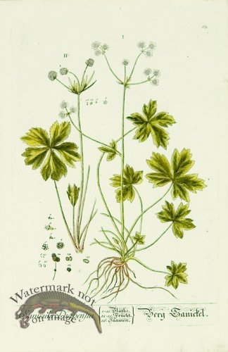 (image for) Blackwell German 244