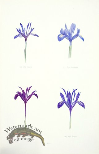 (image for) Dykes Iris 13