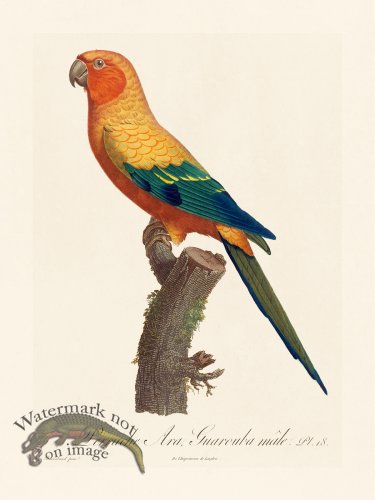 (image for) Barraband Parrot 018