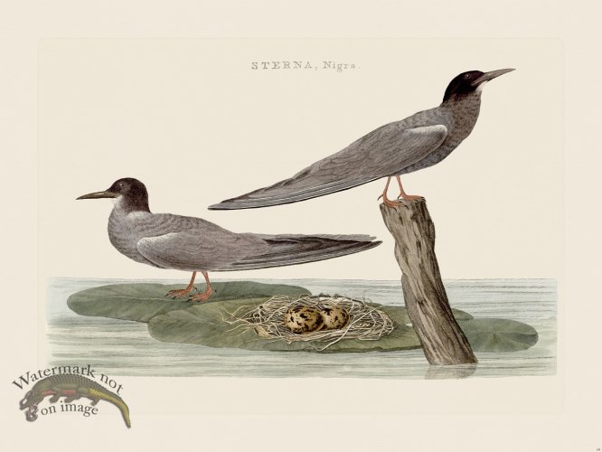 (image for) Nozeman Bird 069