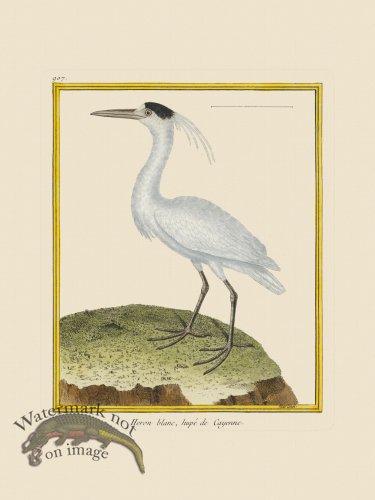 (image for) Martinet Bird 907