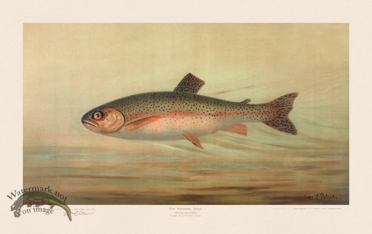 (image for) Rainbow Trout