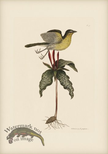 (image for) 050 OEnanthe Americana