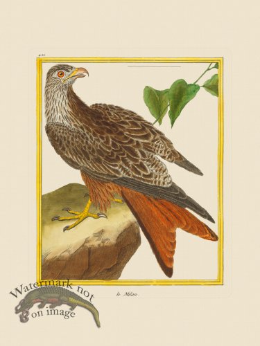 (image for) Martinet Bird 422