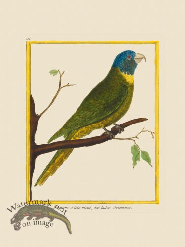 (image for) Martinet Bird 192