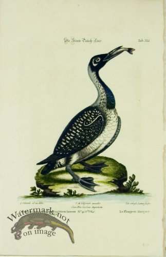 (image for) Seligmann Duck 08