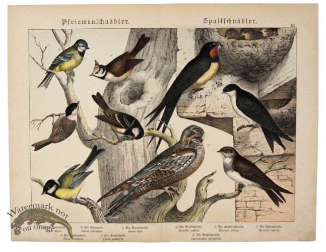 (image for) Blue Tit Bee Eater