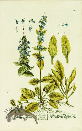 (image for) Blackwell German 038