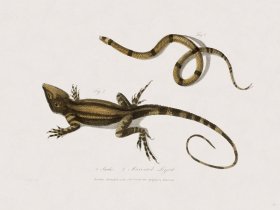 31 New Holland Caffowary