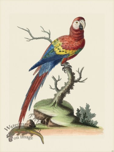 (image for) Edwards 158 Red and blue Maccaw
