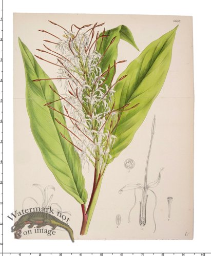 (image for) Curtis Botanical 059