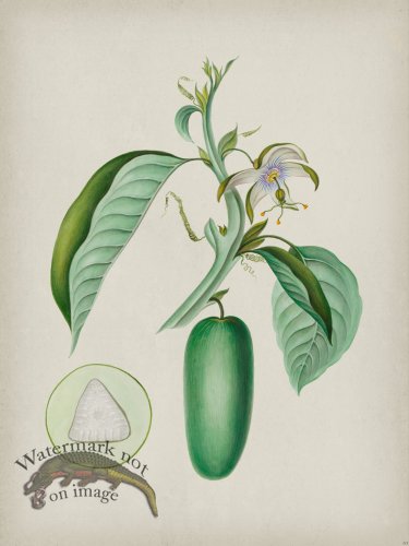(image for) Andean Botanicals 010