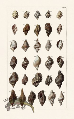 (image for) Seba B2 052