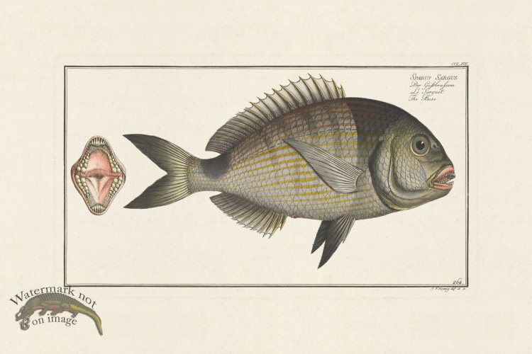 (image for) BLOCH FISH 264