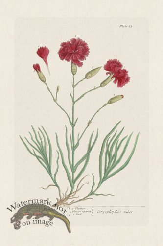 BEE 085 Clove July-Flowers