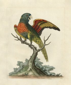 Edwards Parrot 38.jpg