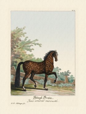 (image for) Ridingers Horses 12