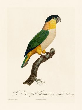 Barraband Parrot 119