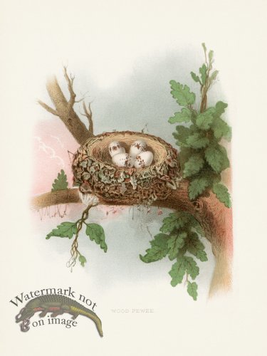 (image for) Thomas Gentry Bird 52