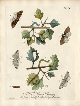 Albin Plate 45