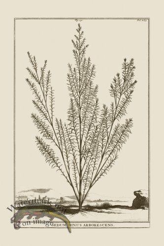 (image for) Abraham Munting 130