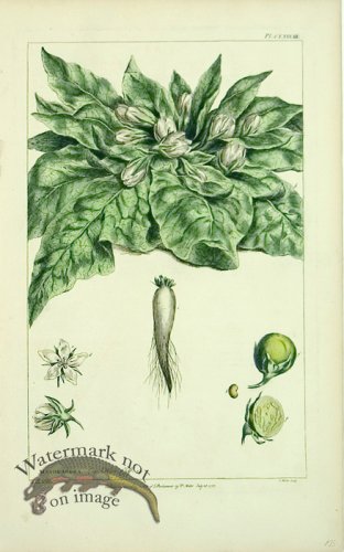 (image for) Philip Miller 047