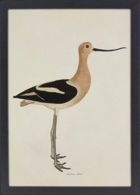 Tribute BFs 06 - American Avocet