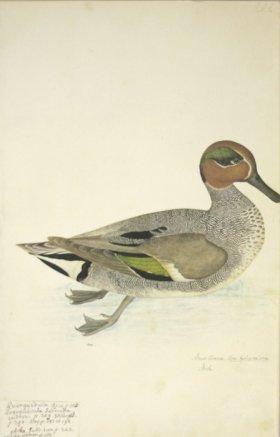 (image for) 222 Swedish Birds . Anas Crecca.Eurasian Teal or Common Teal