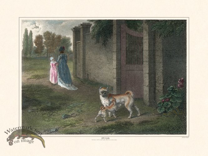 (image for) TSR Pugs