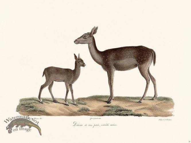 Cuvier 020 Black Variety