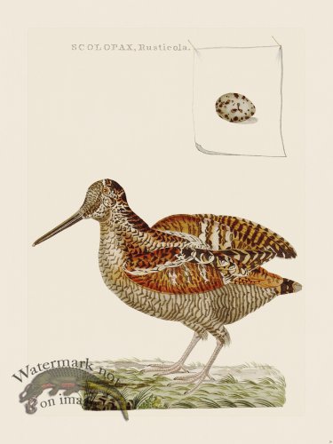 (image for) Nozeman Bird 028